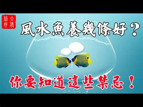 風水養魚|【風水養魚】風水養魚！6大宜忌助你旺財招福！